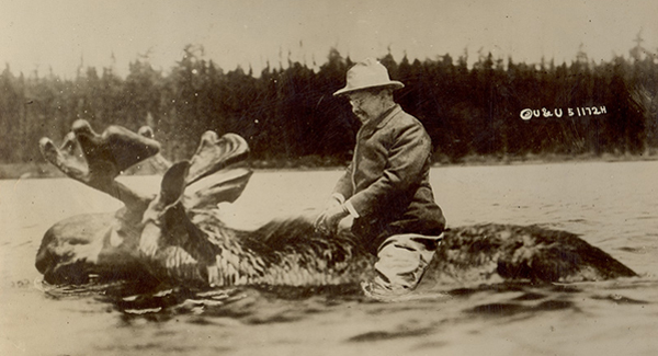 Myths Debunked: Sadly, Theodore Roosevelt never rode a moose